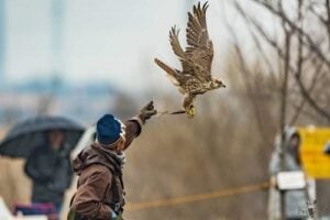 野田市の毎年恒例イベント情報-チイコミ