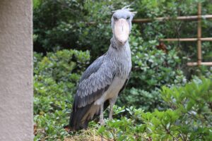 【千葉市動物公園】ハシビロコウの「しずか」ちゃんと「じっと」君