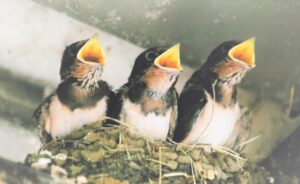 ツバメの子育て