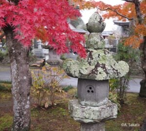 石灯籠・ガードレールに付くウメノキゴケ（写真提供：千葉県立中央 博物館　原田 浩・坂田歩美）