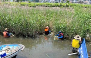 手賀沼外来水生植物駆除の作業現場