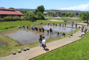 「小川・田んぼエリア」での田植えの風景