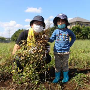 四街道市おおまさり収穫体験