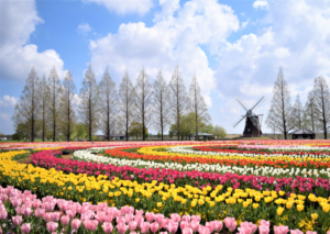 【柏市】あけぼの山農業公園　四季折々の花々やさまざまなイベントを楽しもう