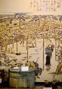 「江戸時代の市川梨栽培図（江戸名所図会）」・市川歴史博物館展示