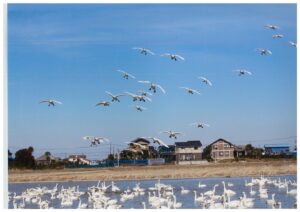 【印西市】白鳥がつなぐ人と地域の輪 「本埜白鳥の郷」