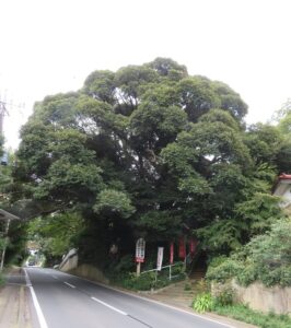 白井に残る巨樹、古木100本