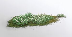 市川市 白詰草 工芸ぼんさい