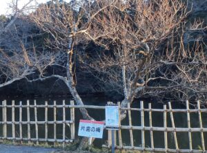 【成田市】坂田ヶ池に伝わる民話を紹介「なりた昔話　片歯の梅」