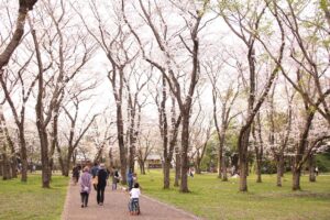 佐倉城址公園の桜