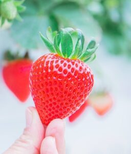 埼玉県が「プレミアムいちご県」に！