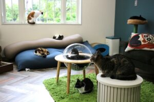 保護猫カフェ　PURR