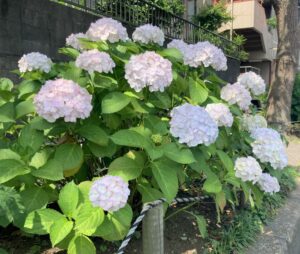 【船橋市】明るく美しい前原のまちづくり「街に花と緑の会」が育む地域愛