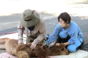 市川市動植物園　アルパカの毛刈り