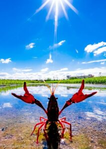 【市川市】Shun Shirai写真展 市川夏景色㏌てらす