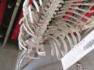 コククジラ　化石　市立市川考古博物館