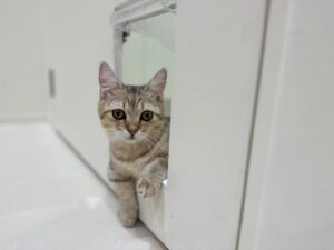 Cat Café MOFF セブンパークアリオ柏店のモカくん