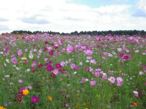 【千葉市若葉区】春と秋の花々が人気！シバザクラやネモフィラも「富田さとにわ耕園」