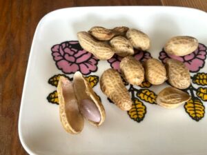 千葉県民なら知っておきたい落花生の育て方！　ベランダで実際に育ててみました
