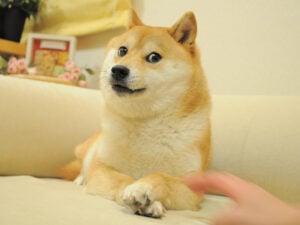 柴犬のかぼすちゃん 佐倉市在住