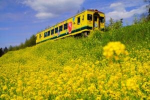 いすみ鉄道と菜の花