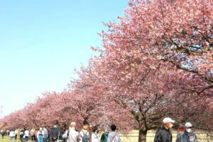 【八千代市】新川に河津桜の春が来た！八千代新川千本桜まつり2024