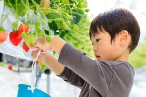 千葉のいちご狩り特集